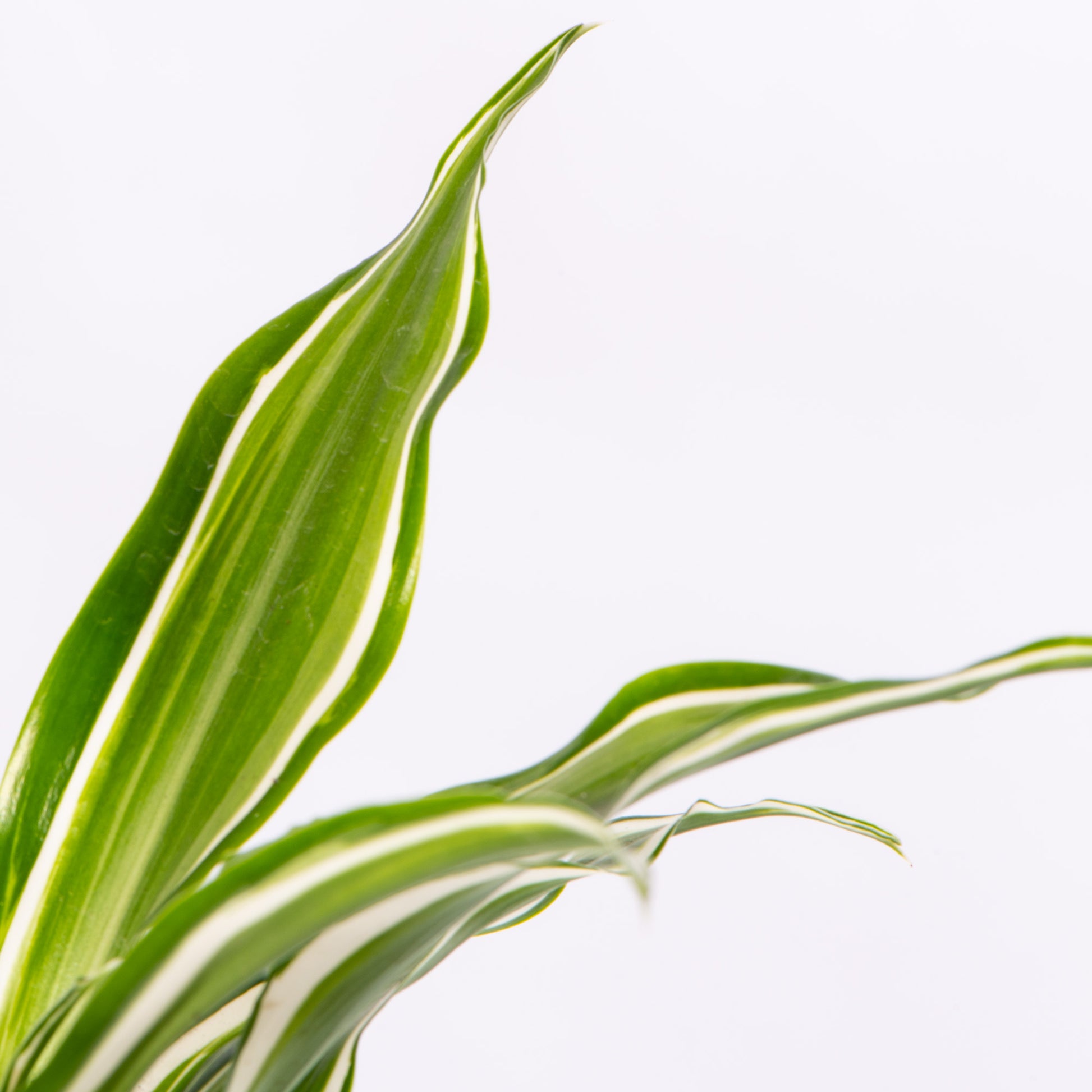 dracaena kanzi Baby Dracaena 'Kanzi'