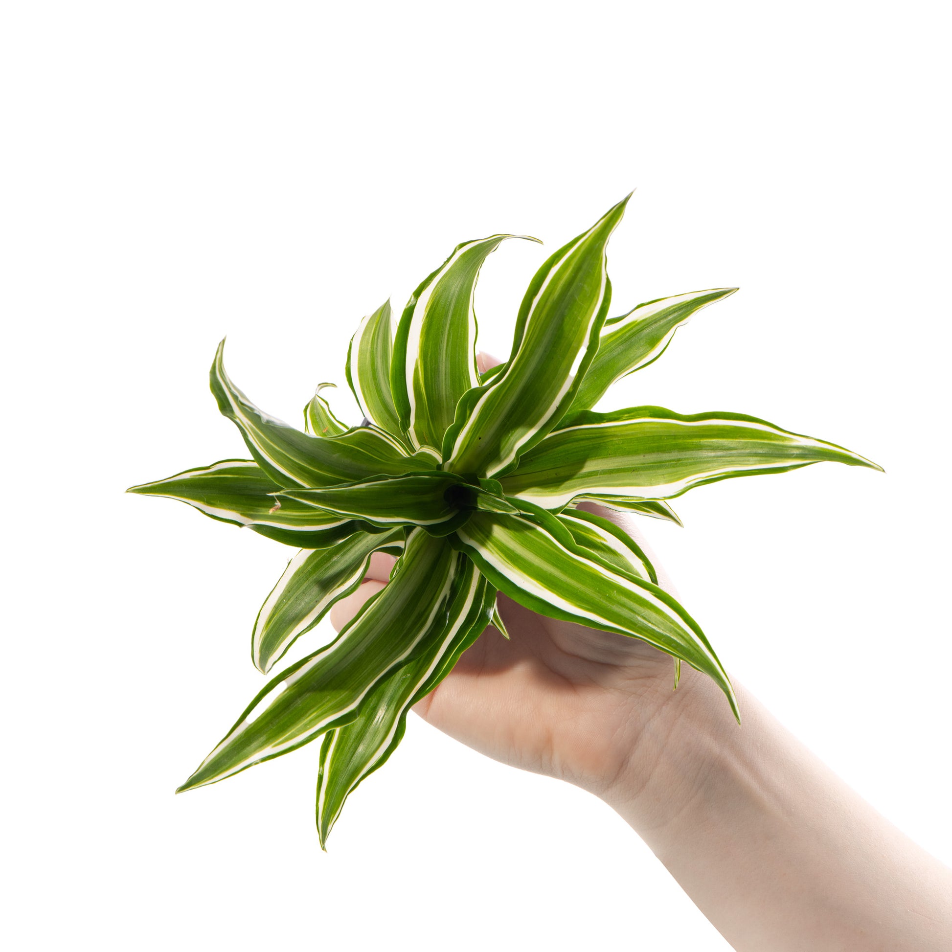 dracaena kanzi Baby Dracaena 'Kanzi'