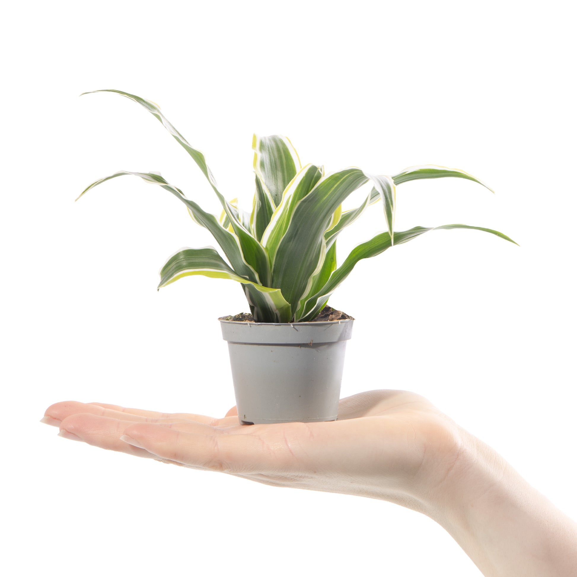 dracaena lemon dream Baby Dracaena 'Lemon Surprise'