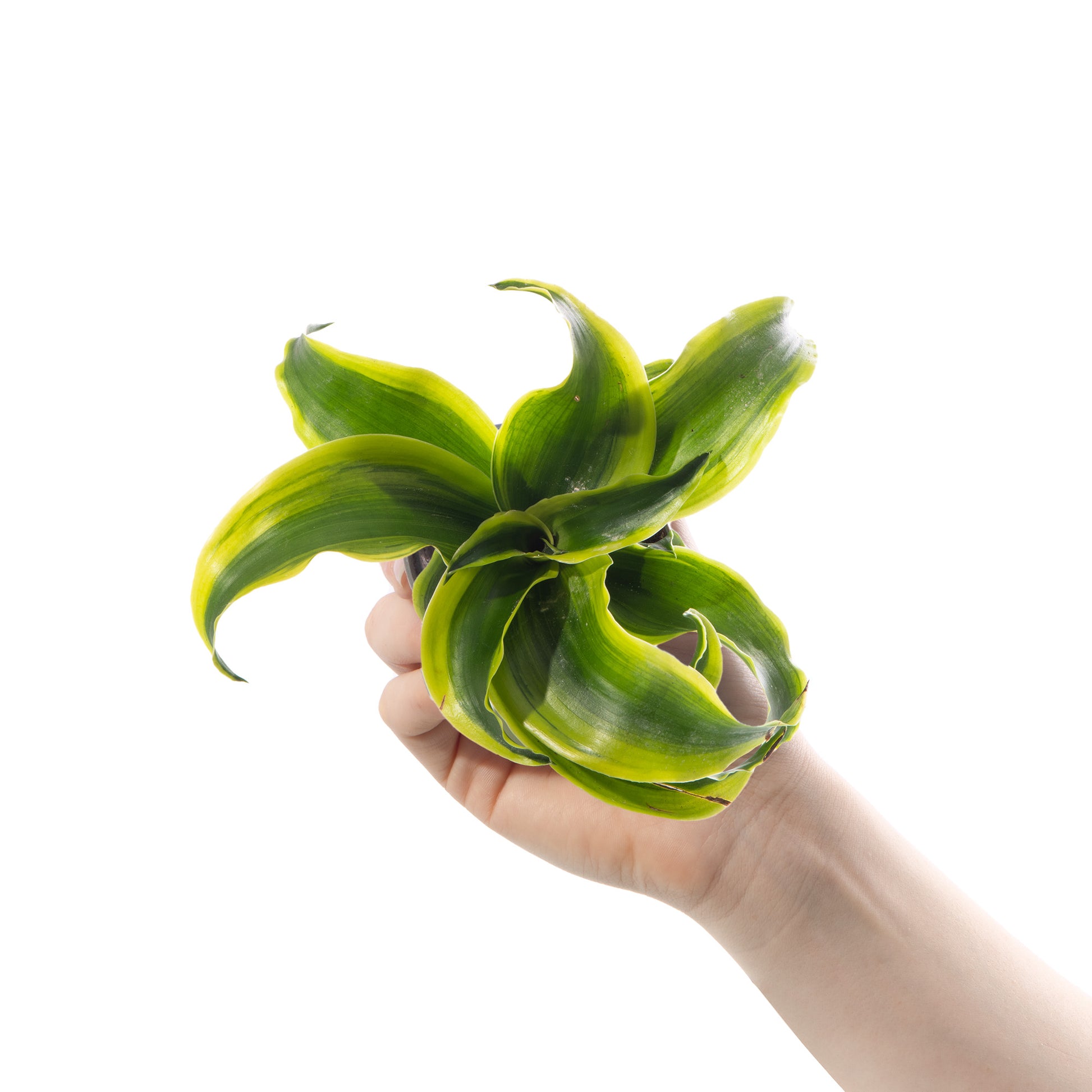 dracaena tornado dragon Baby Dracaena 'Tornado'