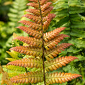 Dryopteris lepidopoda