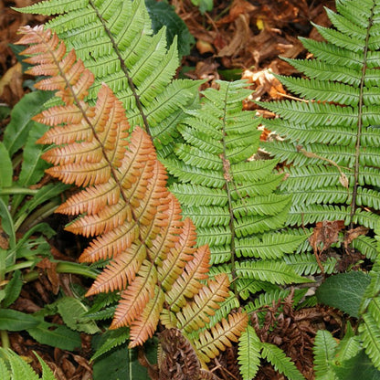 Dryopteris lepidopoda | Sunset Fern – Gardeners Dream
