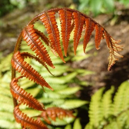 Dryopteris lepidopoda | Sunset Fern – Gardeners Dream
