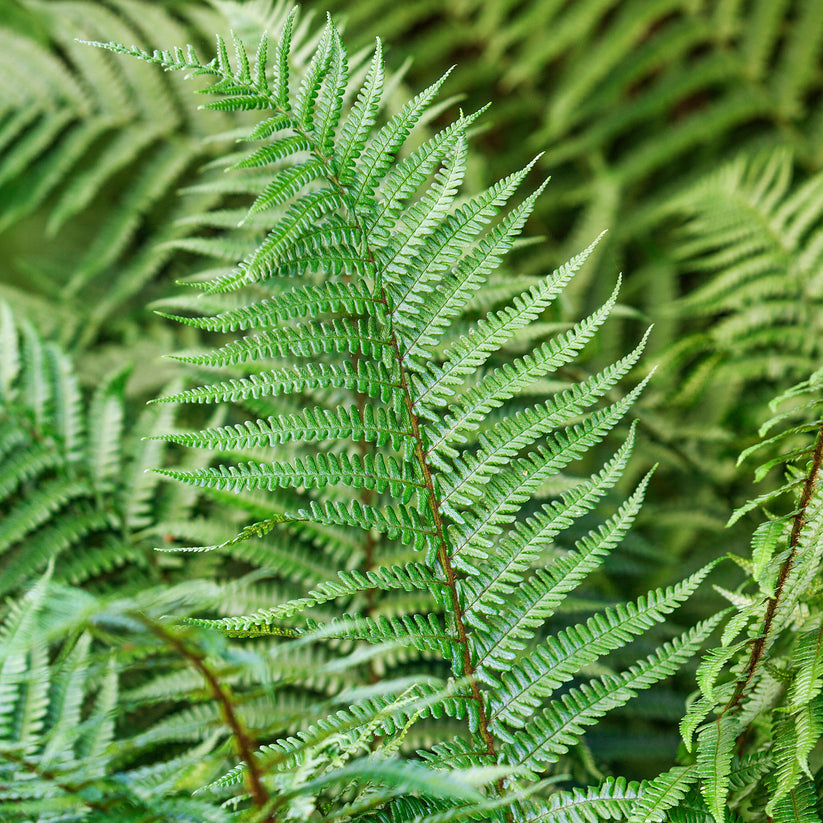 Dryopteris Affinis Scaly Male Fern Gardeners Dream dryopteris-affinis-scaly-male-fern-gardeners-dream