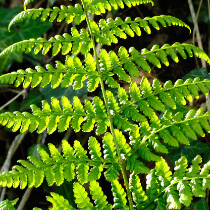 Dryopteris austriaca | Broad Buckler Fern – Gardeners Dream