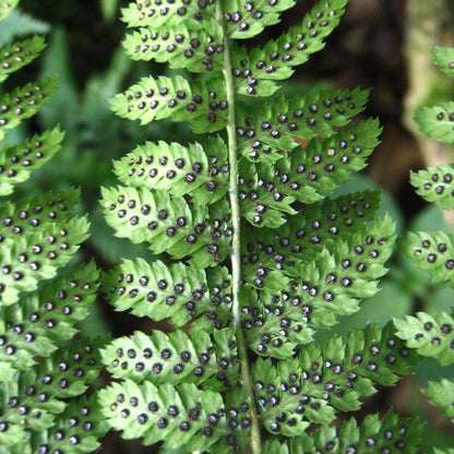 Dryopteris austriaca | Broad Buckler Fern – Gardeners Dream