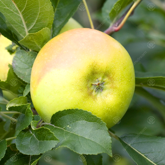 Apple 'Limelight'