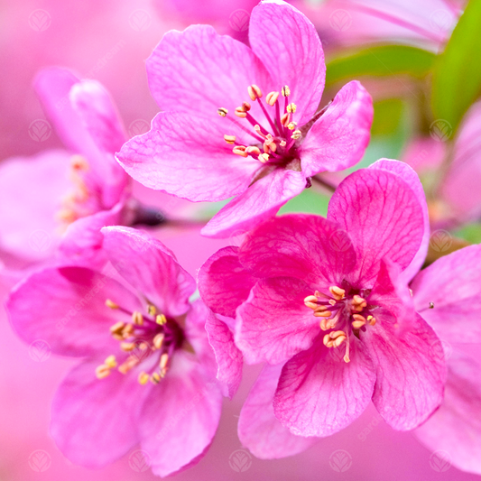 Malus 'Prairie Fire'
