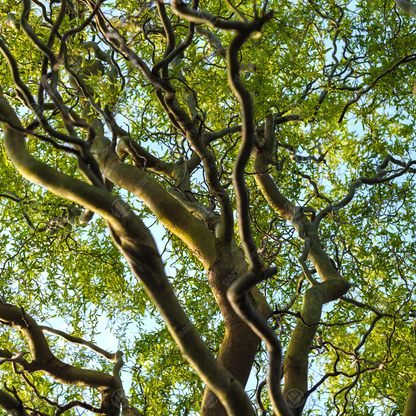 Salix 'Tortuosa' | Dragon's Claw Willow Tree – Gardeners Dream