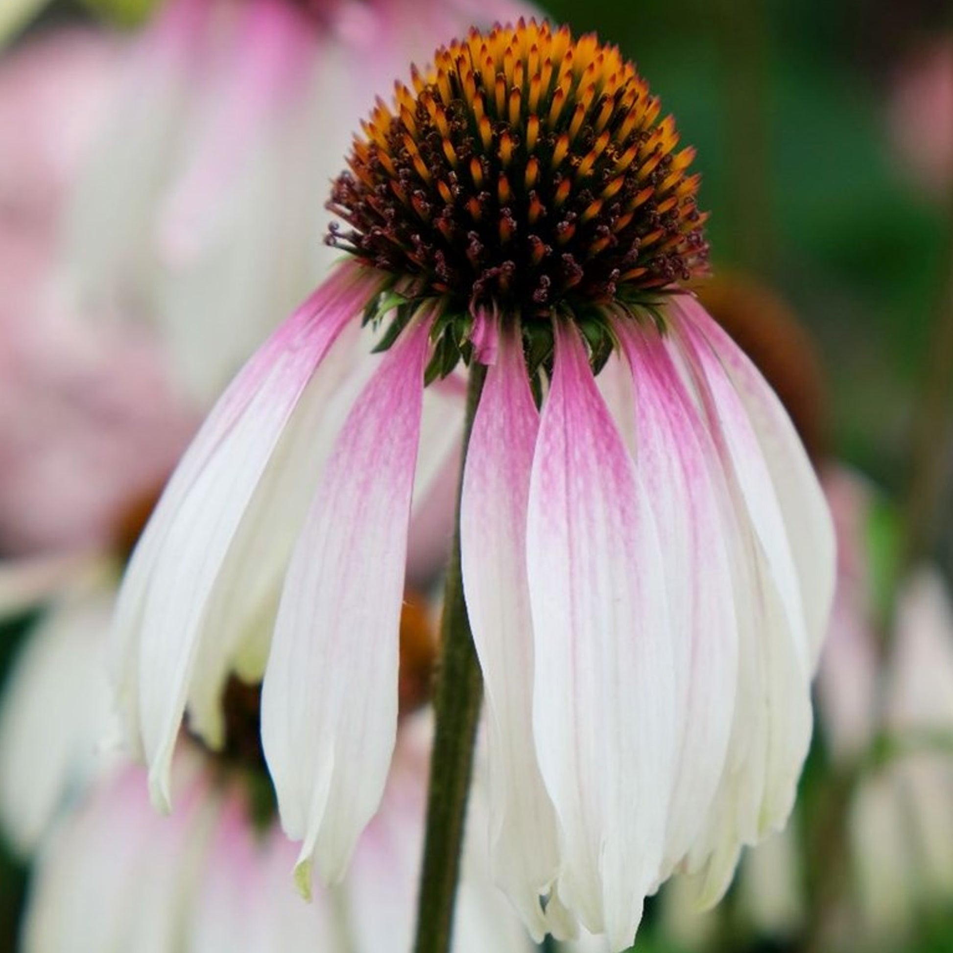 echinacea pretty parasols seeds Echinacea 'Pretty Parasols'