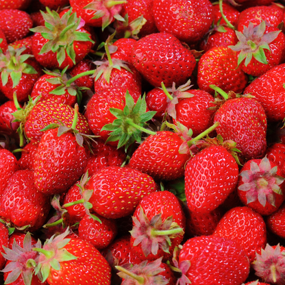Strawberry 'Elsanta' | Strawberry – Gardeners Dream