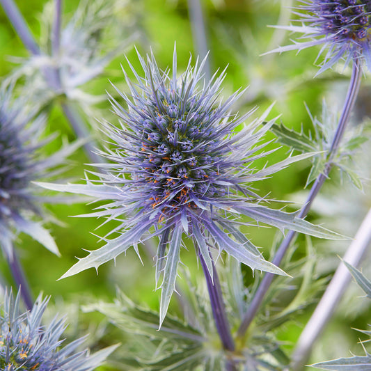 Eryngium 'Magical Anita'