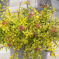 Escallonia 'Golden Carpet'