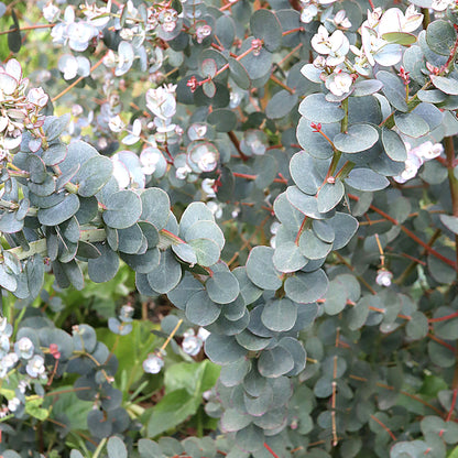 Eucalyptus 'Azura' | Cider Gum Tree – Gardeners Dream