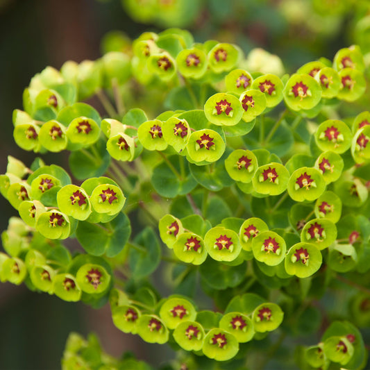 Euphorbia × martini