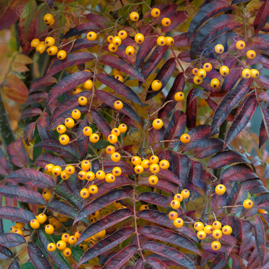 Sorbus 'Autumn Spire'