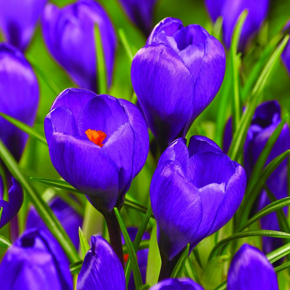 Crocus Bulbs | Purple, Yellow & White Crocuses | Gardeners Dream