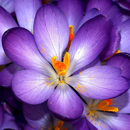 Crocus 'Grand Flower Record'
