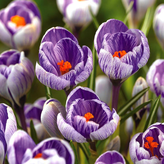 Crocus 'Pickwick'