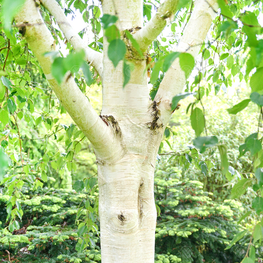 Betula 'Grayswood Ghost'