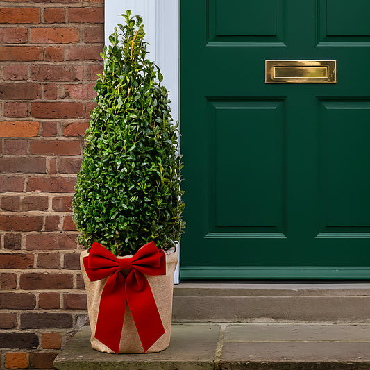 Festive Wrapped Buxus Pyramid Topiary Outdoor Tree Gift