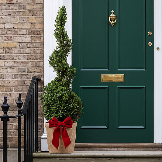 Festive Wrapped Buxus Spiral Topiary Outdoor Tree Gift