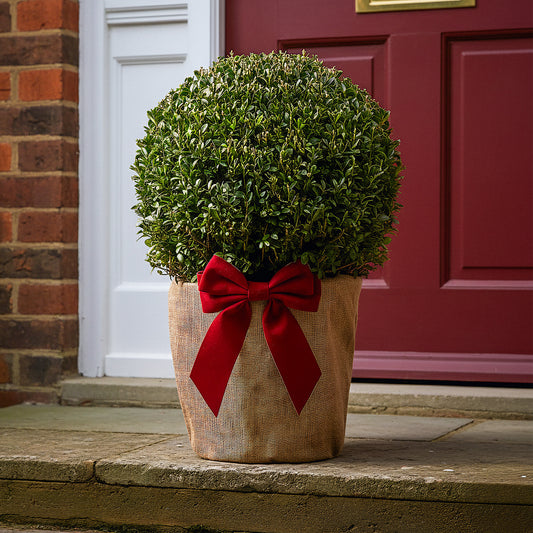 Festive Wrapped Buxus Topiary Ball Outdoor Plant Gift