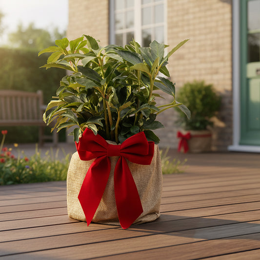 Festive Wrapped Hellebrous Christmas Outdoor Rose Gift