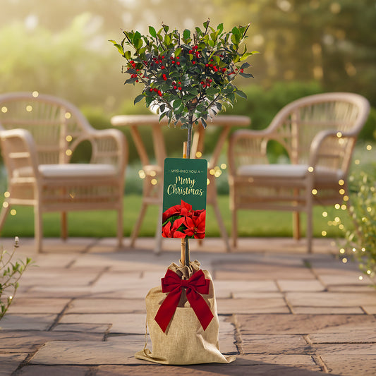 Festive Wrapped Ilex Holly Outdoor Patio Tree Gift