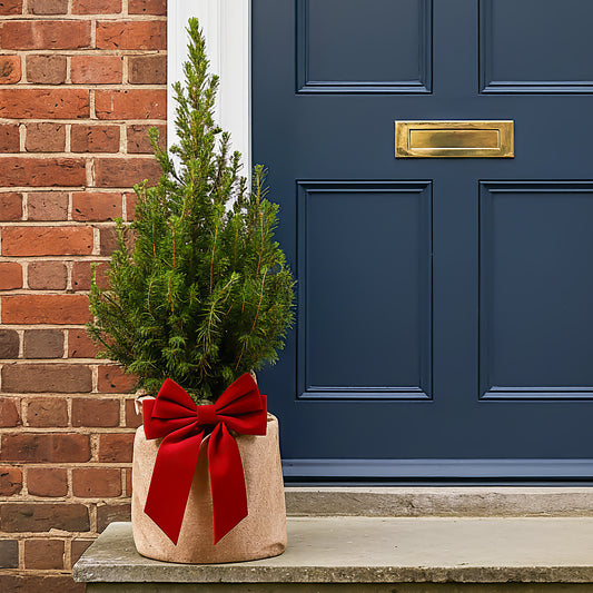 Festive Wrapped Outdoor Picea Tree Gift
