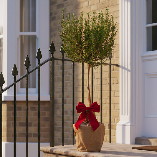 Festive Wrapped Rosemary Outdoor Patio Tree Gift