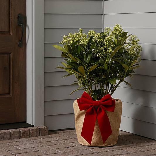 Festive Wrapped Skimmia Finchy Outdoor Plant Gift