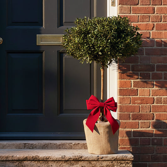 Festive Wrapped White Azalea Outdoor Patio Tree Gift