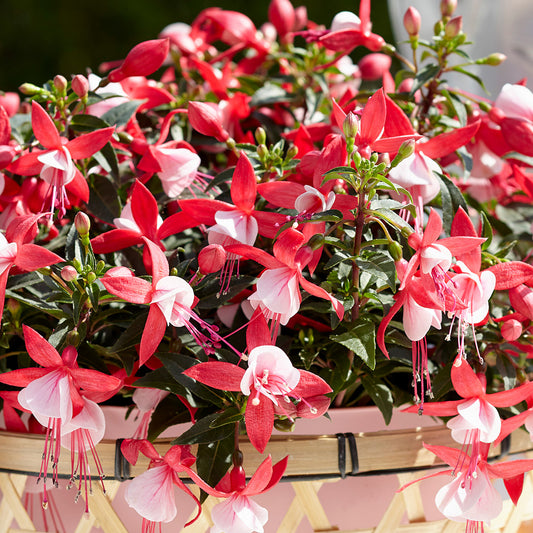 Fuchsia Bella Evita Basket Plants