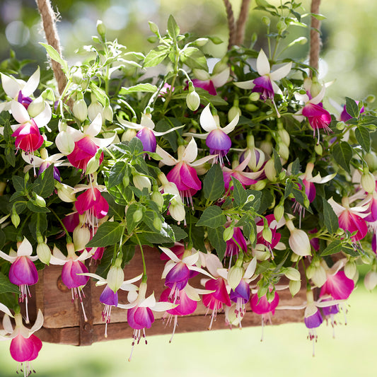 Fuchsia Bella Nora Basket Plants