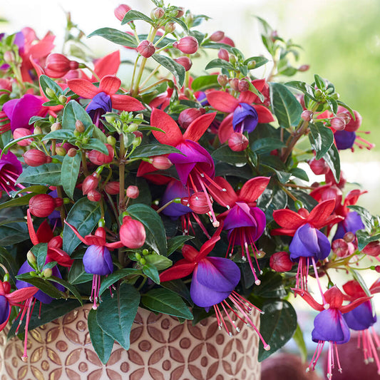 Fuchsia Bella Vera Basket Plants