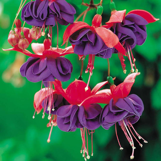 Fuchsia Dark Eyes Basket Plants