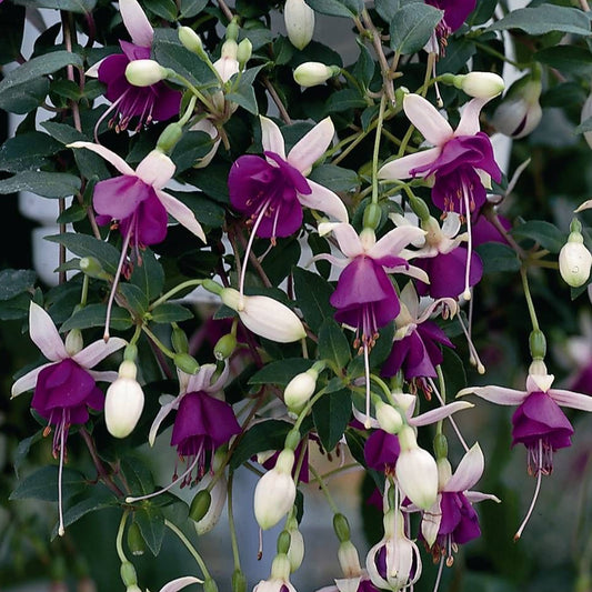 Fuchsia La Campanella Basket Plants