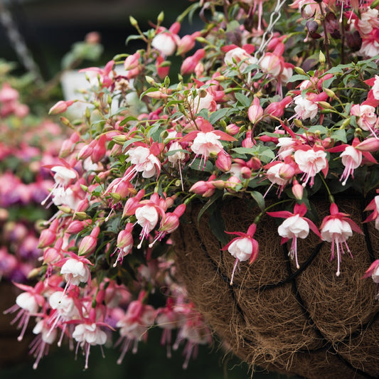 Fuchsia Patio Princess Basket Plants