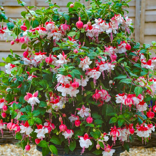 Fuchsia Swing Time Basket Plants