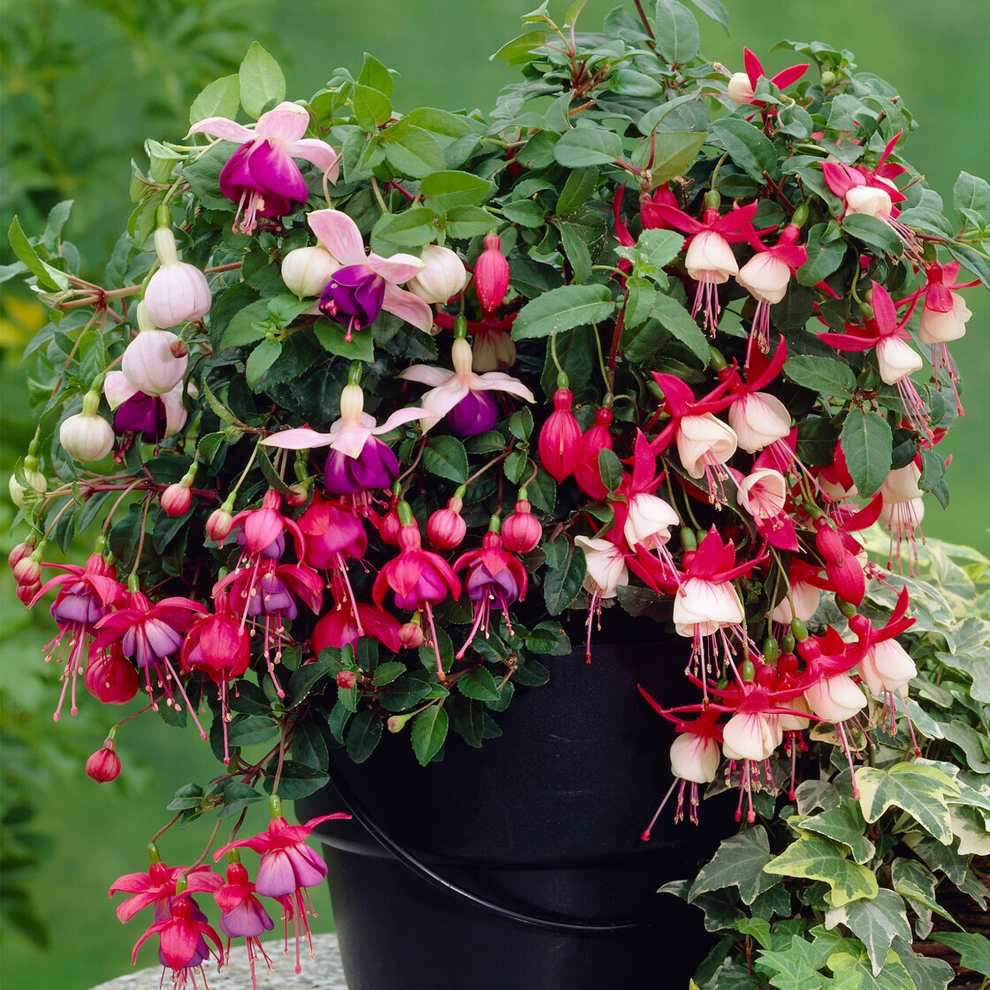 fuchsia potting mix Fuchsia Mix