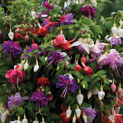 Fuchsia Mix | Lady's Teardrops – Gardeners Dream