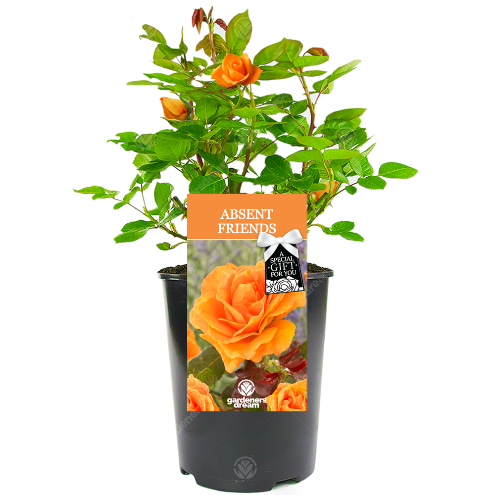 Absent Friend Gift Bush Rose