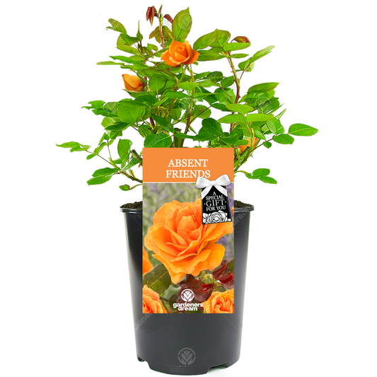 Absent Friend Gift - Orange Bush Rose