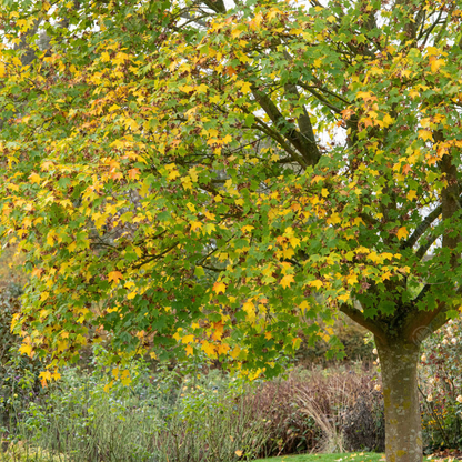 Acer 'Aureum' | Golden Maple Tree – Gardeners Dream