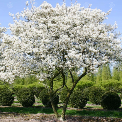 Amelanchier Lamarckii Snowy Mespilus Tree Gardeners Dream amelanchier-lamarckii-snowy-mespilus-tree-gardeners-dream
