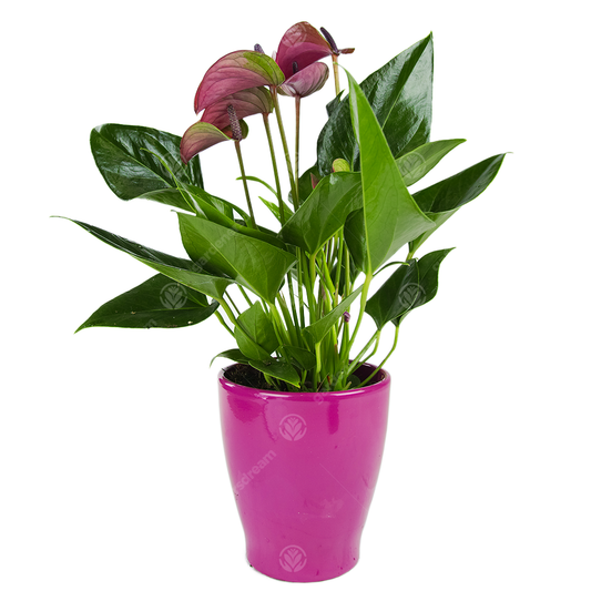 Purple Anthurium in Ceramic Pot