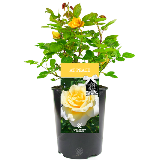 Memorial Gift - Yellow Bush Rose