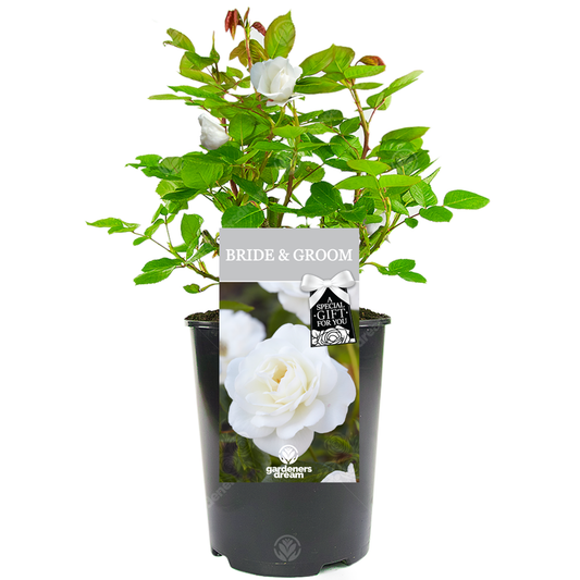 Wedding Gift - White Bush Rose