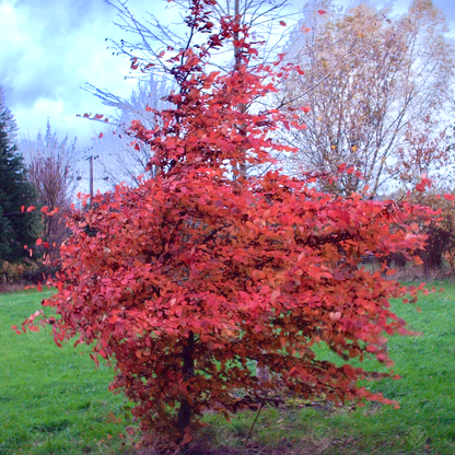 Carpinus 'Rockhampton Red' | Hornbeam Tree – Gardeners Dream